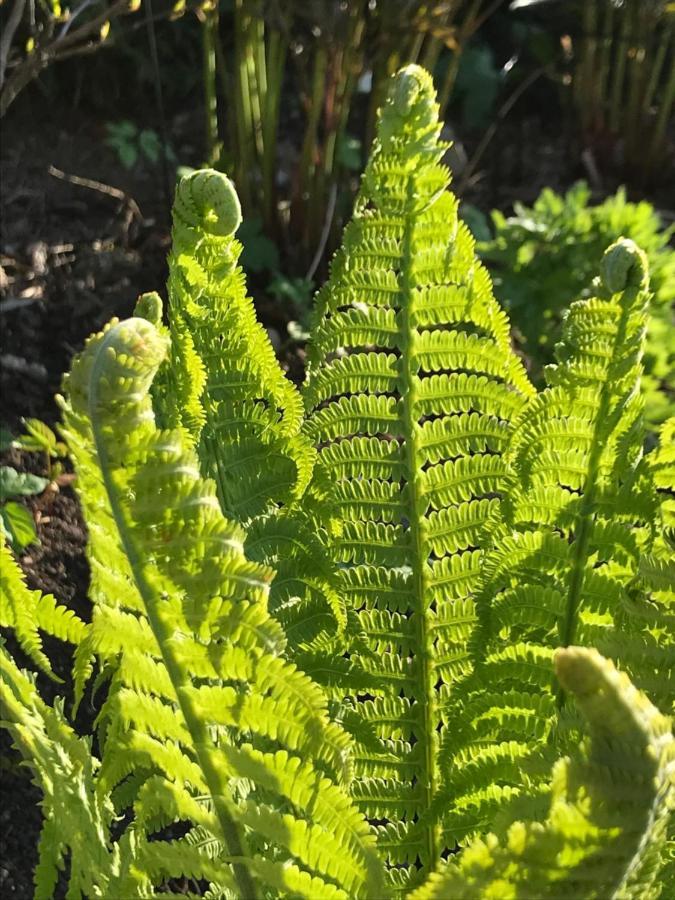 Blomstertantens Hus تريلبورغ المظهر الخارجي الصورة