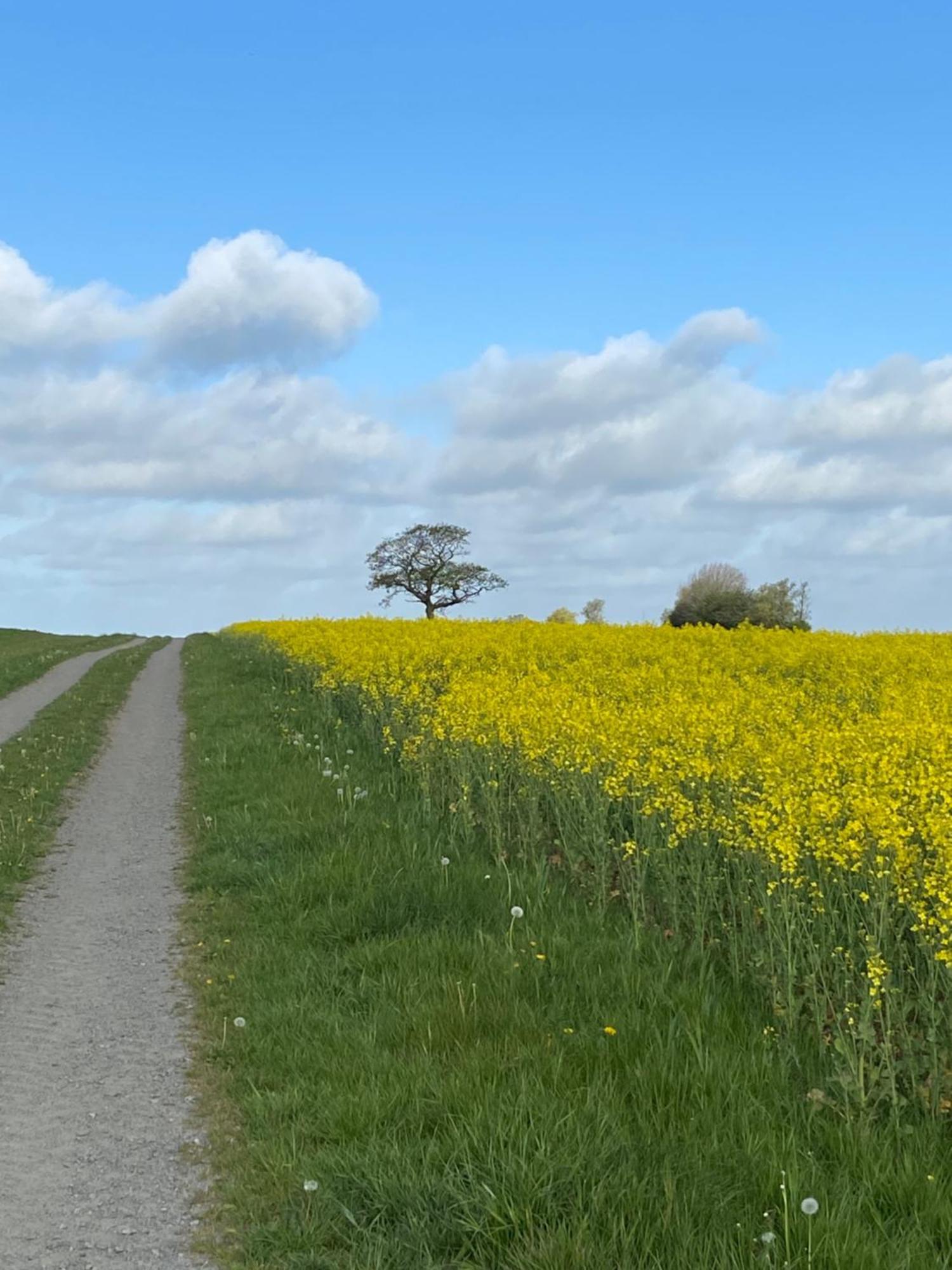 Blomstertantens Hus تريلبورغ المظهر الخارجي الصورة