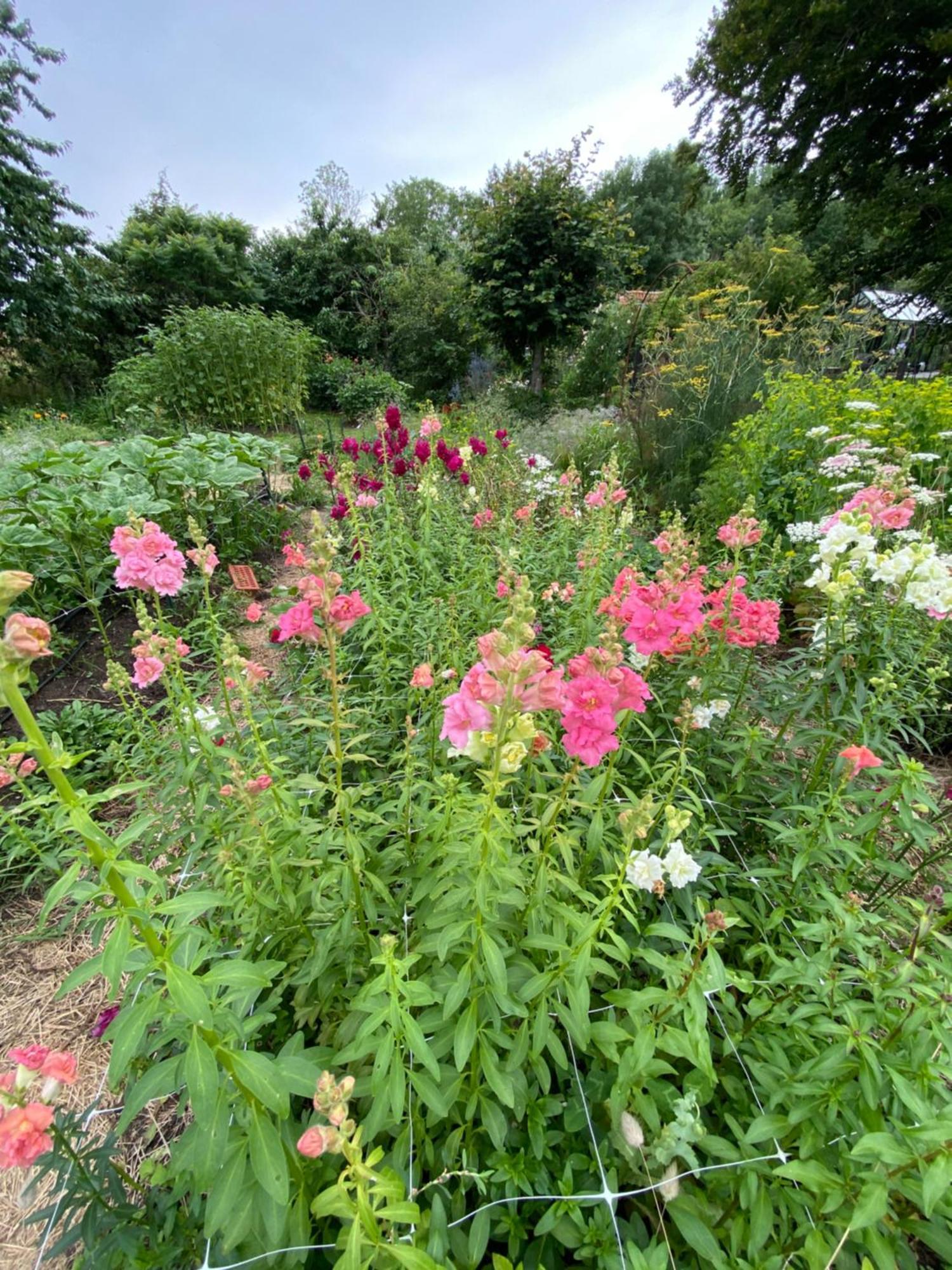 Blomstertantens Hus تريلبورغ المظهر الخارجي الصورة