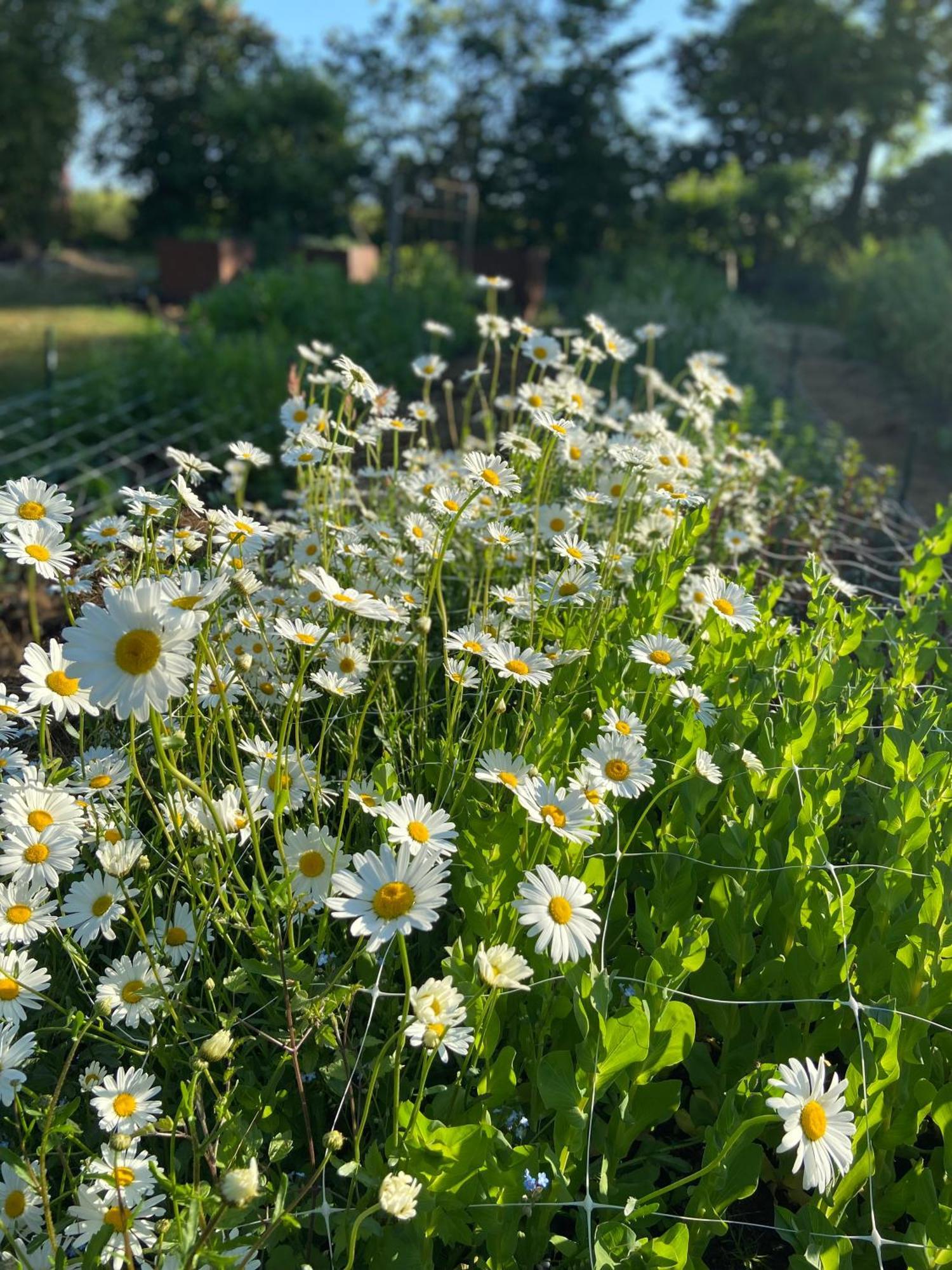 Blomstertantens Hus تريلبورغ المظهر الخارجي الصورة